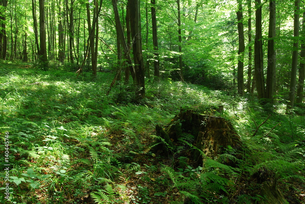 Fototapeta premium Magurski Park Narodowy, Sciezka Przyrodnicza 