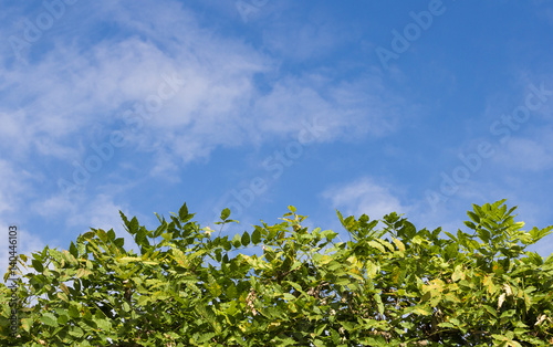 Green fence with blue sky in the background