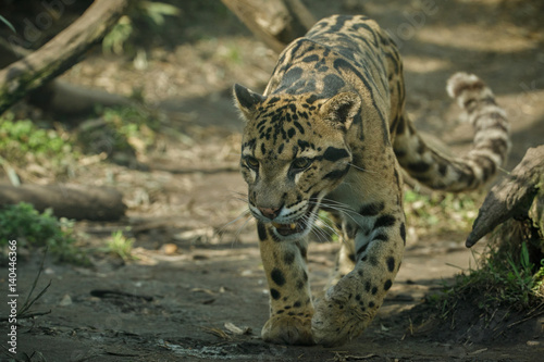 Clouded leopard is walking towards from the shadows to the light/big cat male from a darkness/zoo in czech republic/neofelis nebulosa/vey rare creature