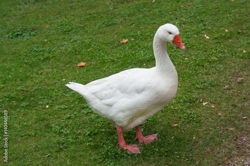 White goose on green grass.
