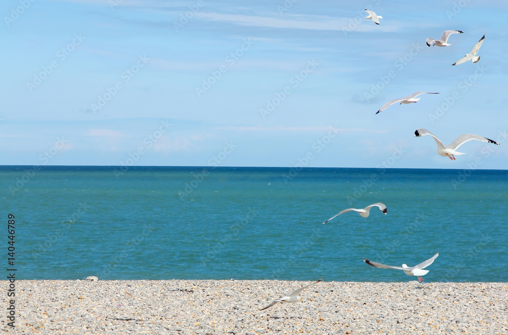 Seagulls on pebble beach