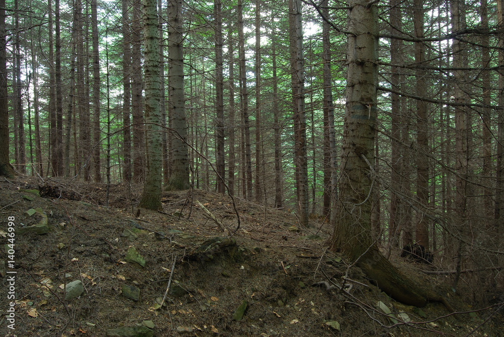 Obraz premium Magurski Park Narodowy, Rezerwat 