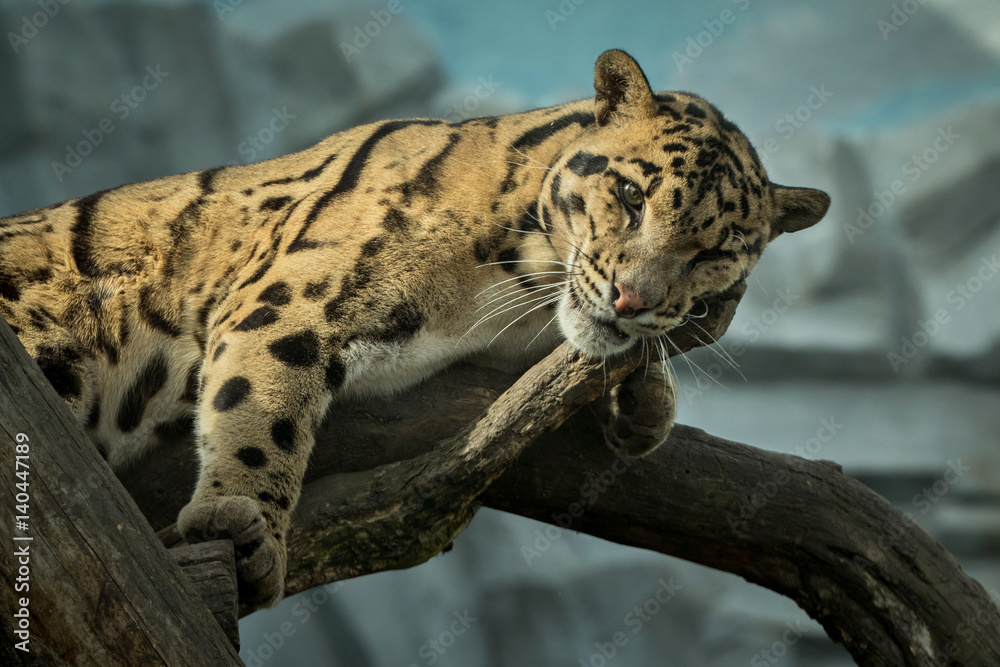 Naklejka premium Clouded leopard is resting on a tree/big cat male from a darkness/zoo in czech republic/neofelis nebulosa/vey rare creature