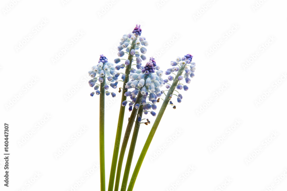 Obraz premium Bluebells flower (Grape Hyacinth Muscari armeniacum)