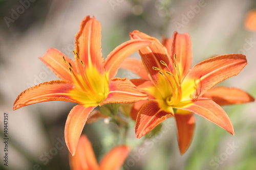 Orange lilies on a sunny day © Andrii