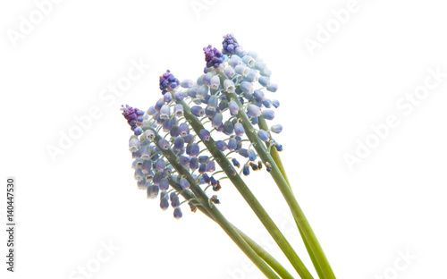 Bluebells flower  Grape Hyacinth Muscari armeniacum 