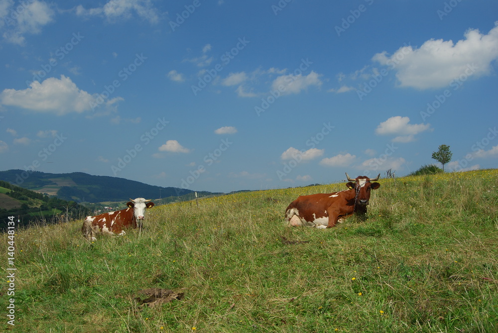 Obraz premium Pogorze Jasielskie, Szlak na Grzywacka Gore.