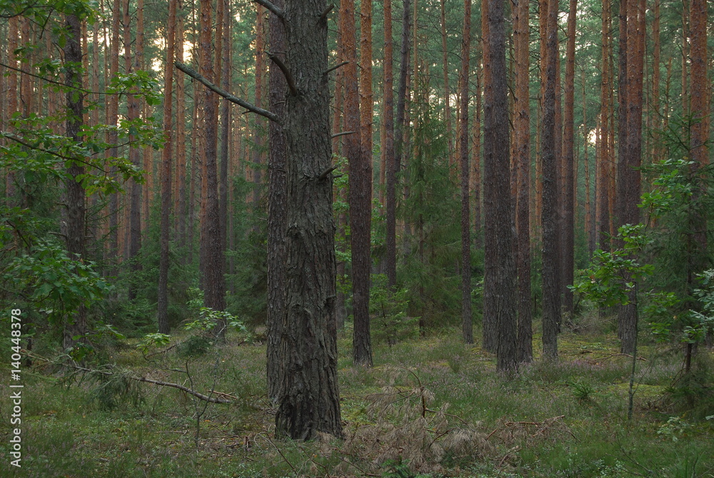 Fototapeta premium Park Krajobrazowy 