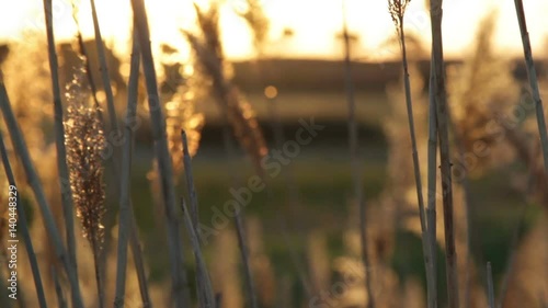Lunghe spighe in una palude in campagna al tramonto mosse dal vento al tramonto. photo