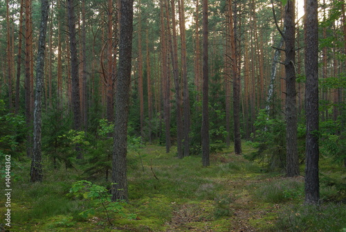 Park Krajobrazowy  Lasy Janowskie .
