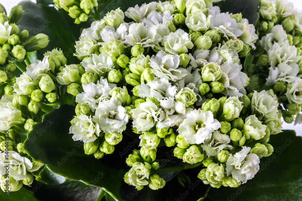 Blossoming of white flowers of Kalanchoe calandiva. Blossoming of white flowers of Kalanchoe calandiva.