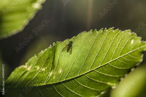 Silhouette of a fly on a sunlit leaf