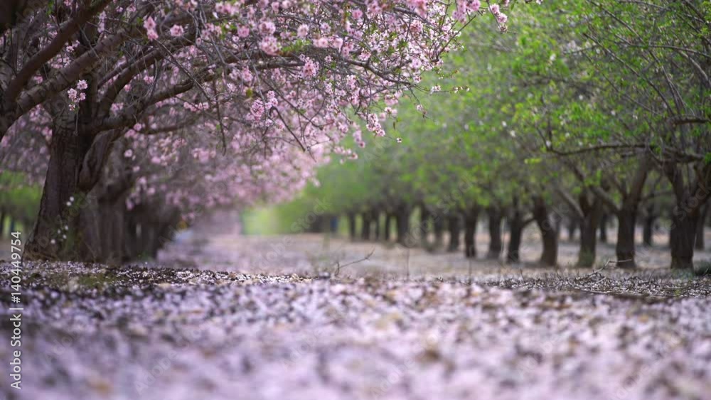 garden with blooming peach trees, spring day
