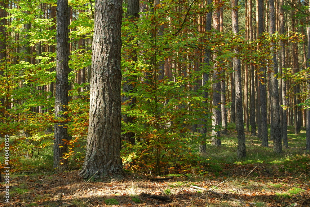 Naklejka premium Roztoczanski Park Narodowy.