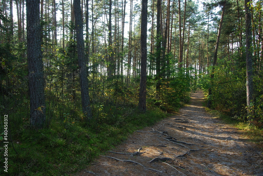 Park Krajobrazowy Puszczy Solskiej