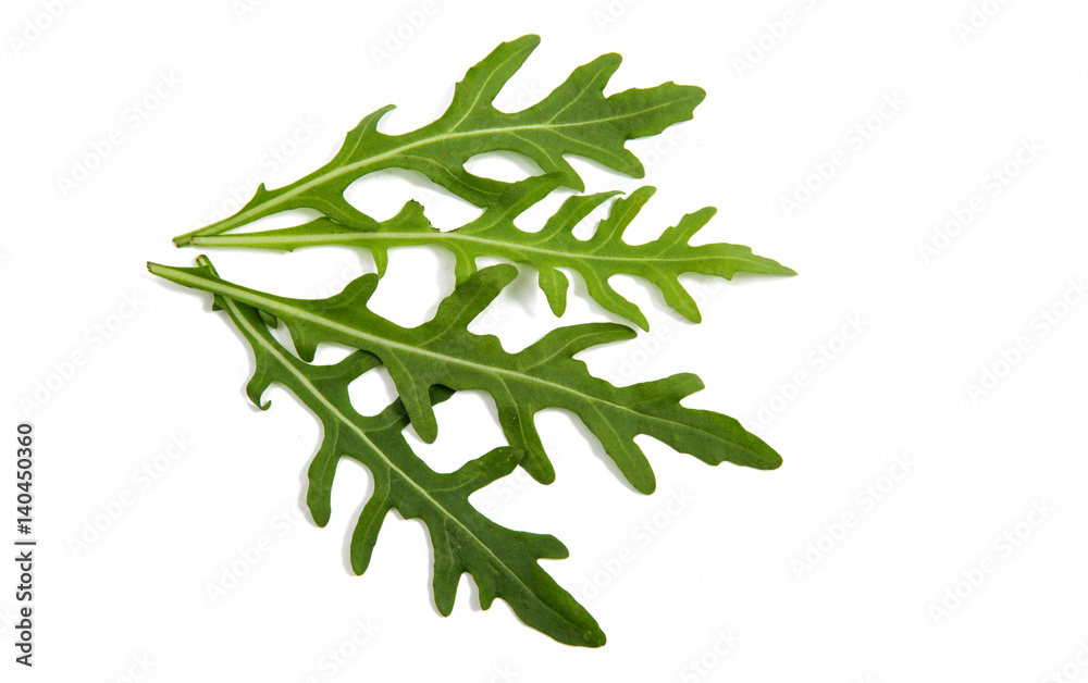 rucola isolated rucola isolated