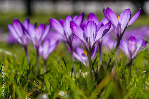 Spring Crocus