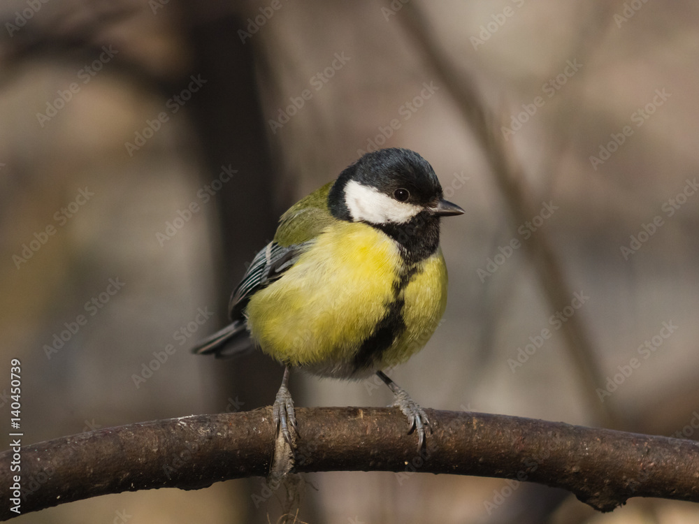 Great tit, Parus Major, close-up portrait on branch with bokeh background, selective focus, shallow DOF Great tit, Parus Major, close-up portrait on branch with bokeh background, selective focus, shallow DOF