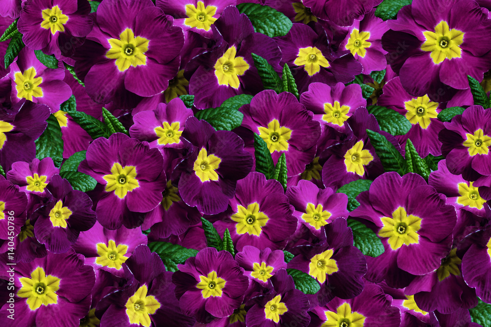 Flowers background. Flowers violet-crimson violets. Much violets with a yellow center. floral collage. flowers composition. Nature. Flowers background. Flowers violet-crimson violets. Much violets with a yellow center. floral collage. flowers composition. Nature.