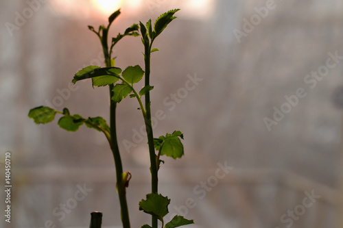 Silhouette of a sprouting plant against rising sun