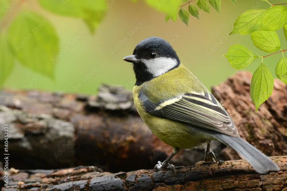 Fototapeta premium Vögel 70