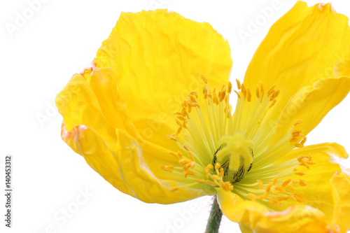 Fototapeta Naklejka Na Ścianę i Meble -  yellow poppy flower on white #2