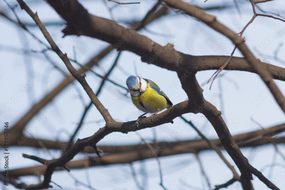 Eurasian blue tit Cyanistes caeruleus sitting in branches, closeup portrait, selective focus, shallow DOF Eurasian blue tit Cyanistes caeruleus sitting in branches, closeup portrait, selective focus, shallow DOF