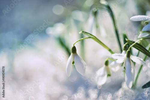 Fototapeta Naklejka Na Ścianę i Meble -  gentle spring snowdrop flower in melting snow. The first spring snowdrops in a forest glade. Close-up.  soft focus
