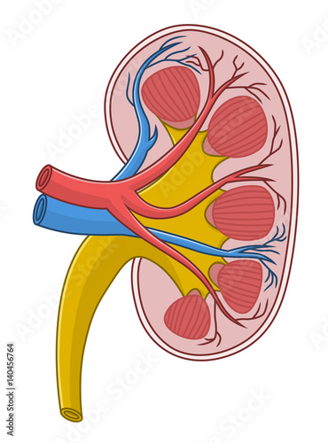 Kidney cross section