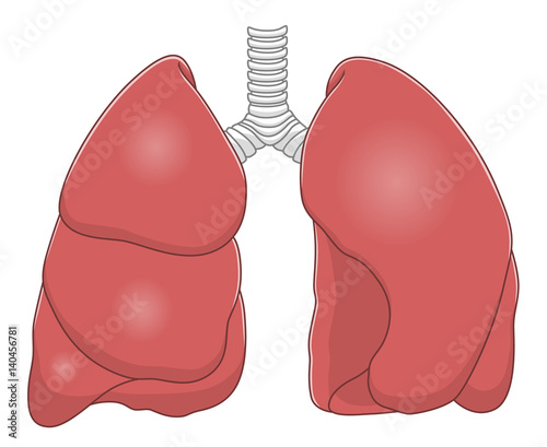 Lungs