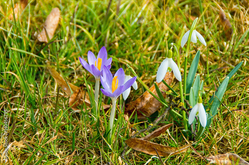Crocuses and snowdrops next to each other on the meadow