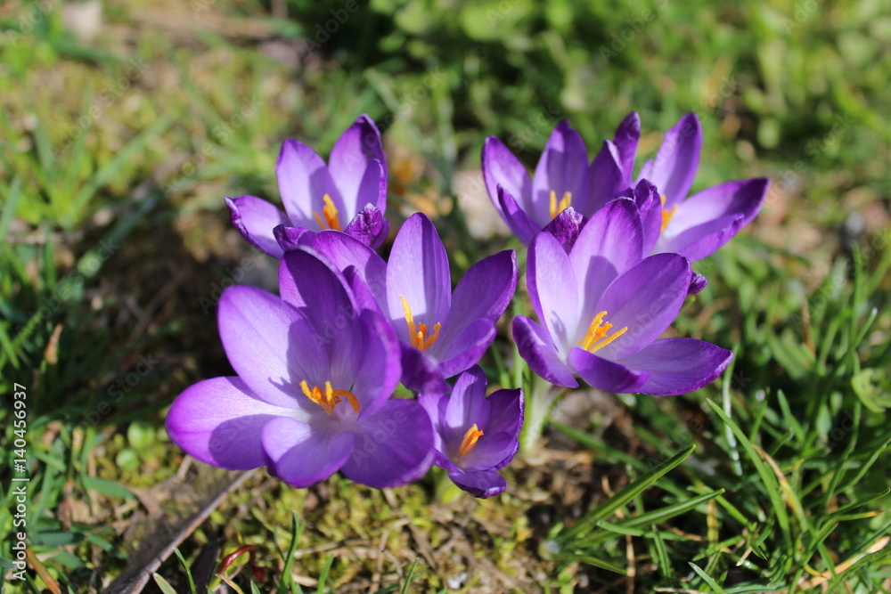 Crocus Crocus
