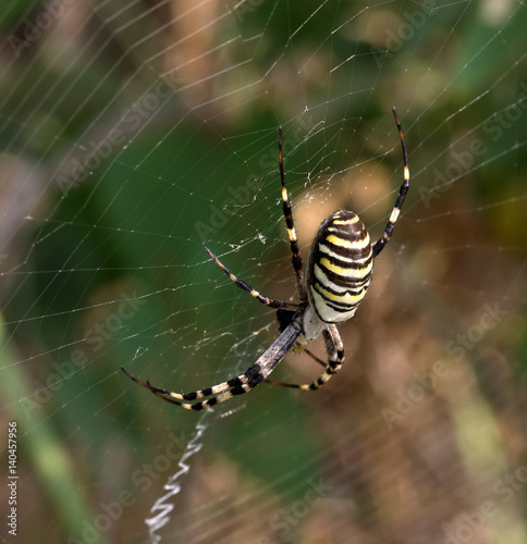 Spider on spiderweb in summer