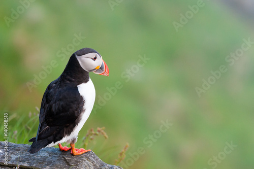 Puffin, Norway