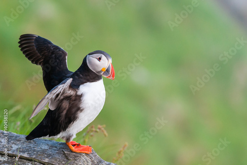 Puffin, Norway