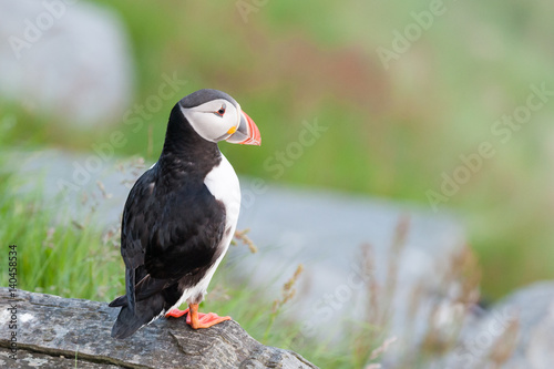 Puffin, Norway
