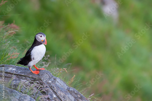 Puffin, Norway