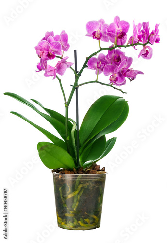 Fototapeta Naklejka Na Ścianę i Meble -  Blossoming plant of small orchid