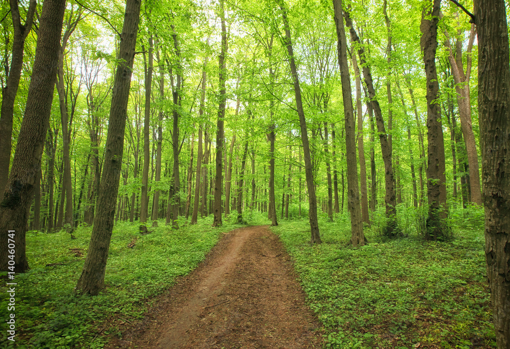 Obraz premium Beautiful morning green forest