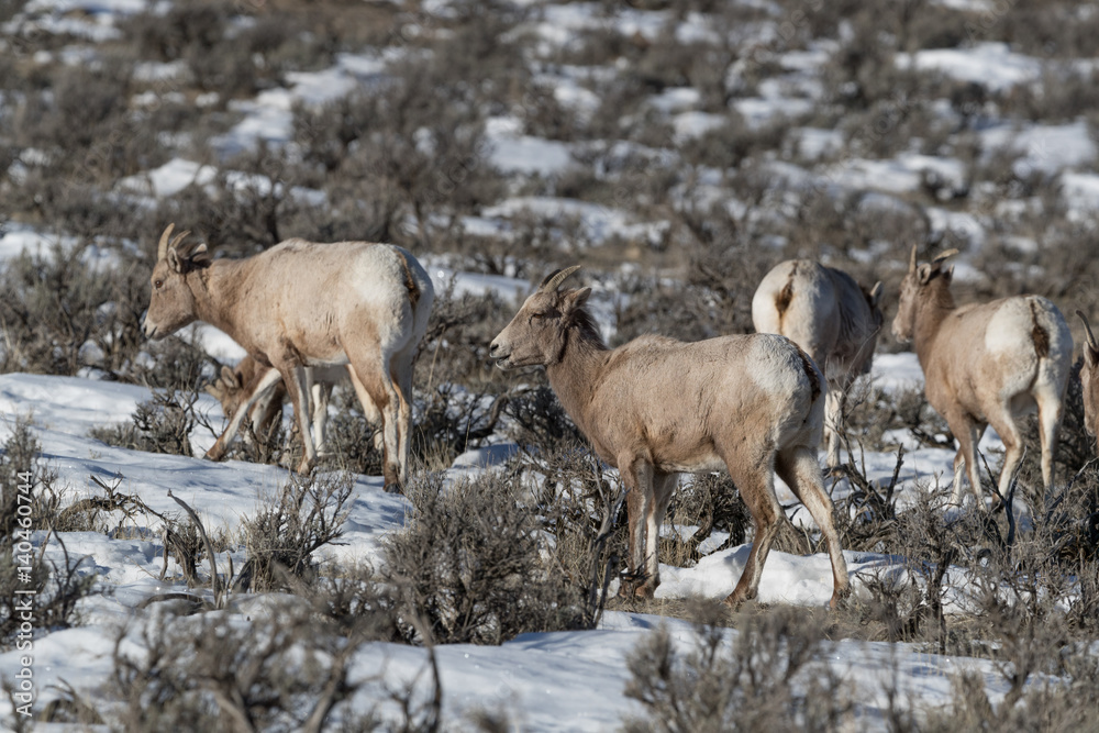 Bighorn sheep Bighorn sheep