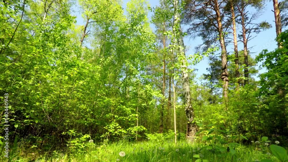 Beautiful Birchwood Summer Day
Beautiful Birchwood Summer Day