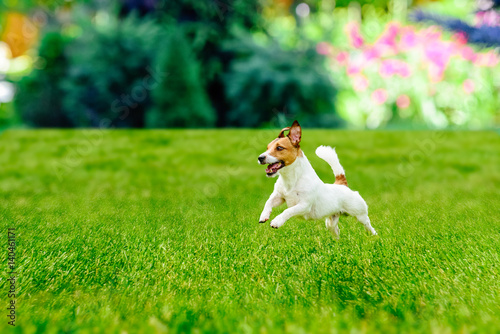 Happy active dog playing at  colorful garden lawn photo