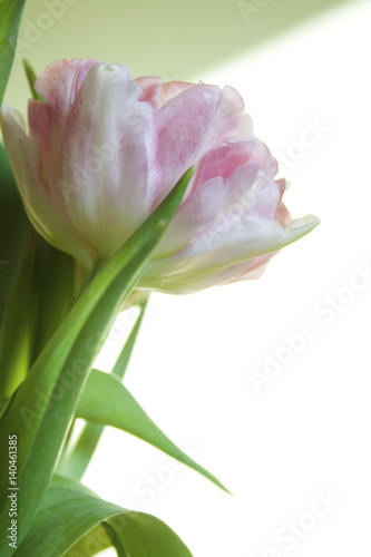 rose soft tulip closeup with tulips bouquet in background