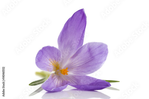blue crocus flowers isolated on white background