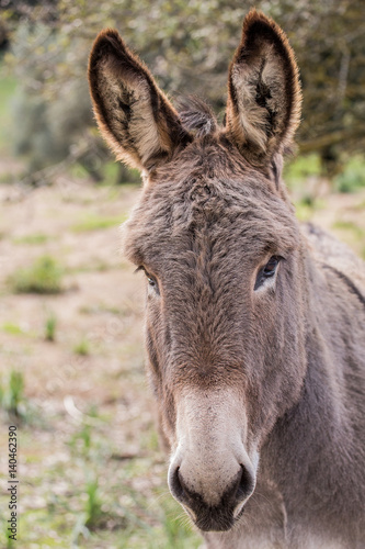Donkeys © Rinaldo
