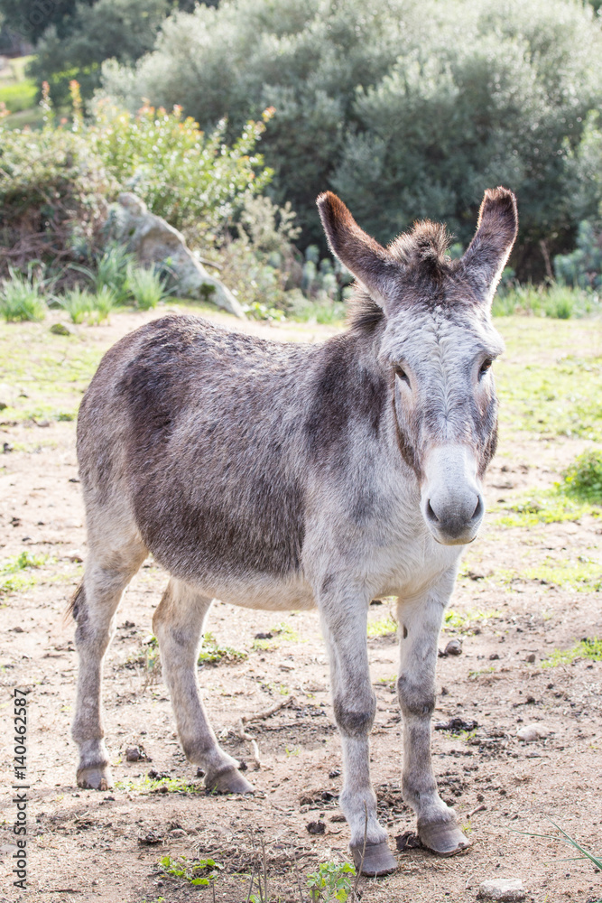 Donkey Donkey