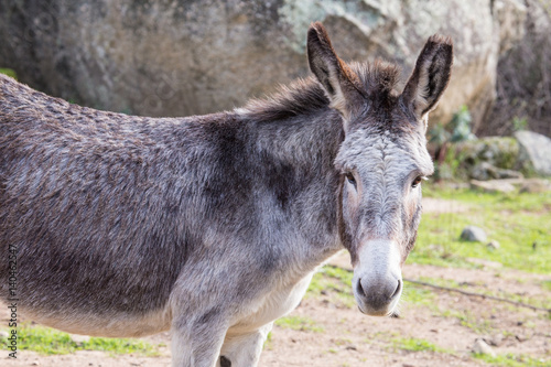 Slika na platnu Donkey