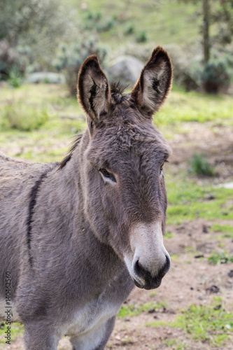 Donkey © Rinaldo