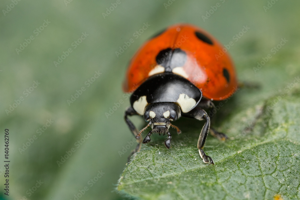 Ladybug Ladybug