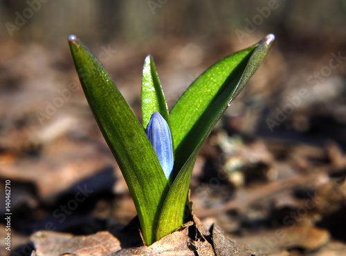 Snowdrop first blue flower at sun closed